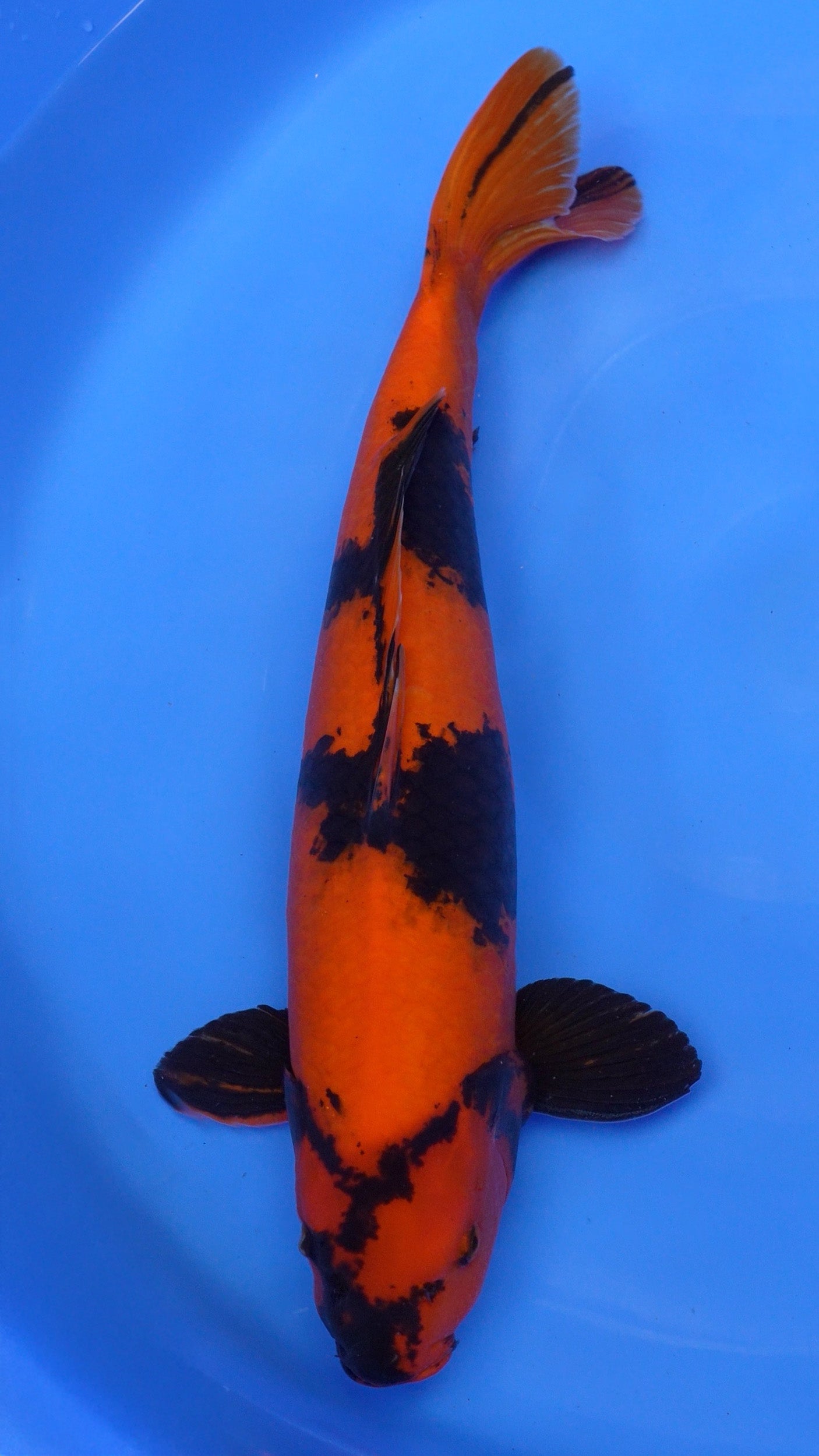 Hi Utsuri  22 inches − 240468300