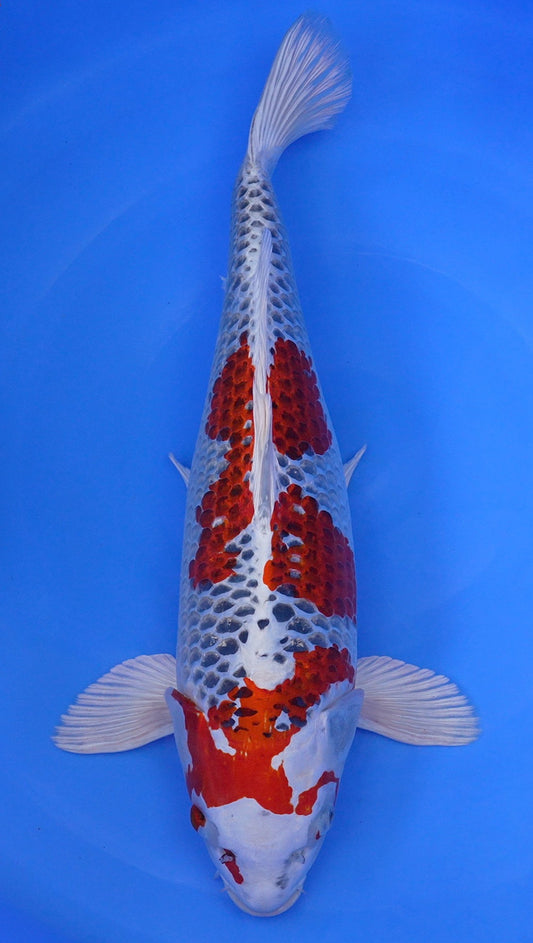 Kujaku 24 inch - 240521158