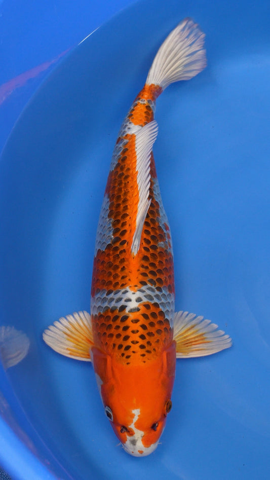 Kujaku 23 inches − 240600297