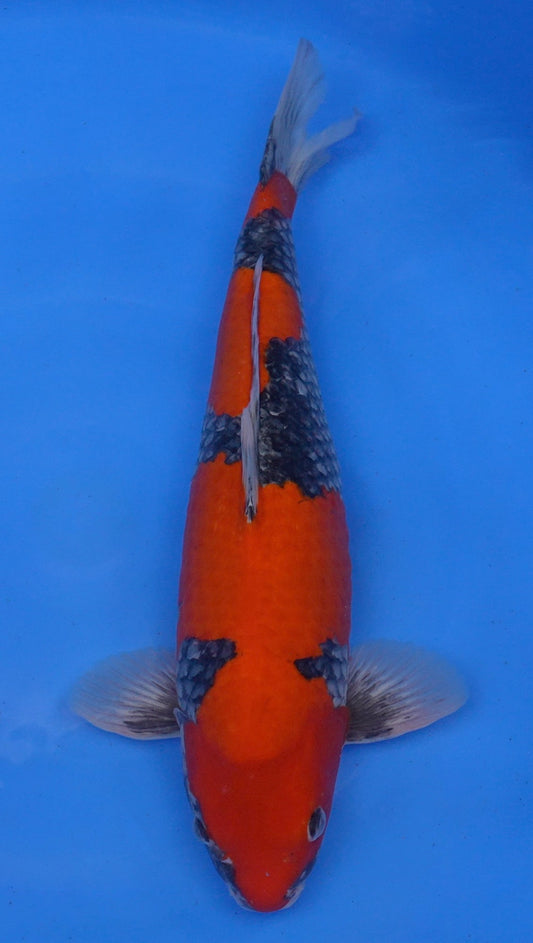 Goshiki 21 inch - 240634063