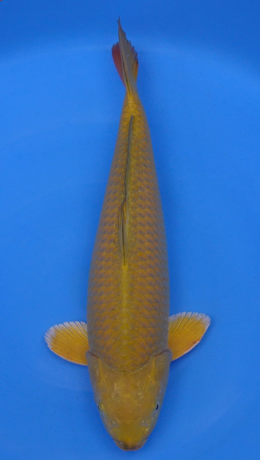 Metallic  Chagoi 21 inch - 240634065