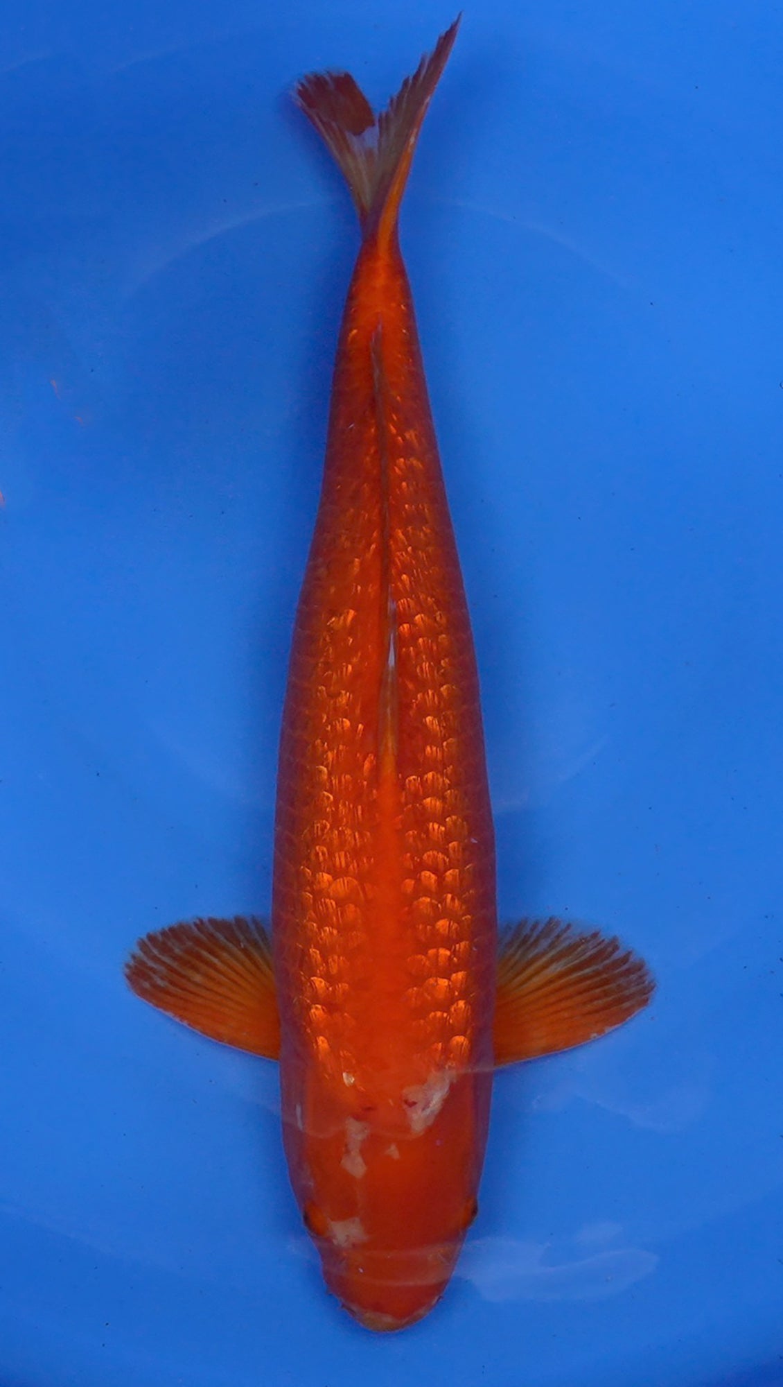 Gin Rin  Benigoi 21 inch - 240634152