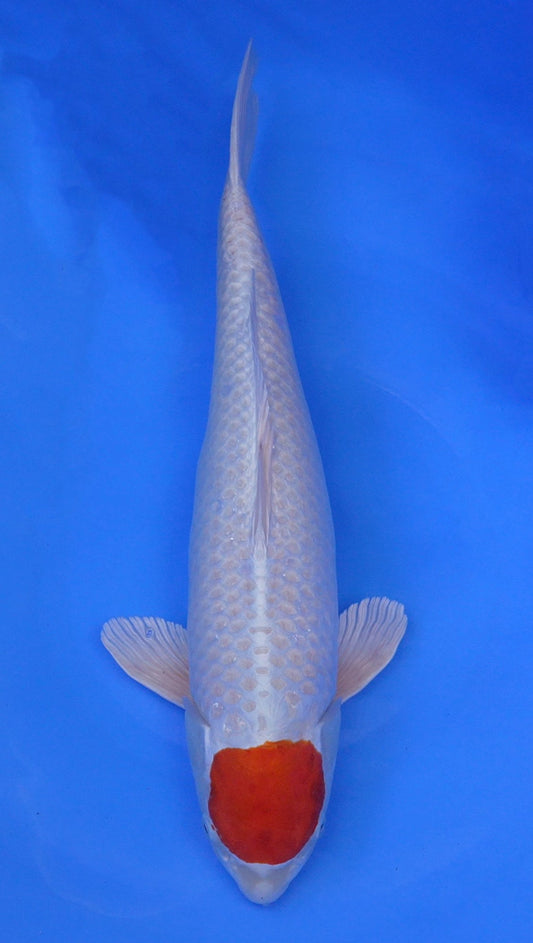 Tancho Sakura Ogon 22 inch - 240640156