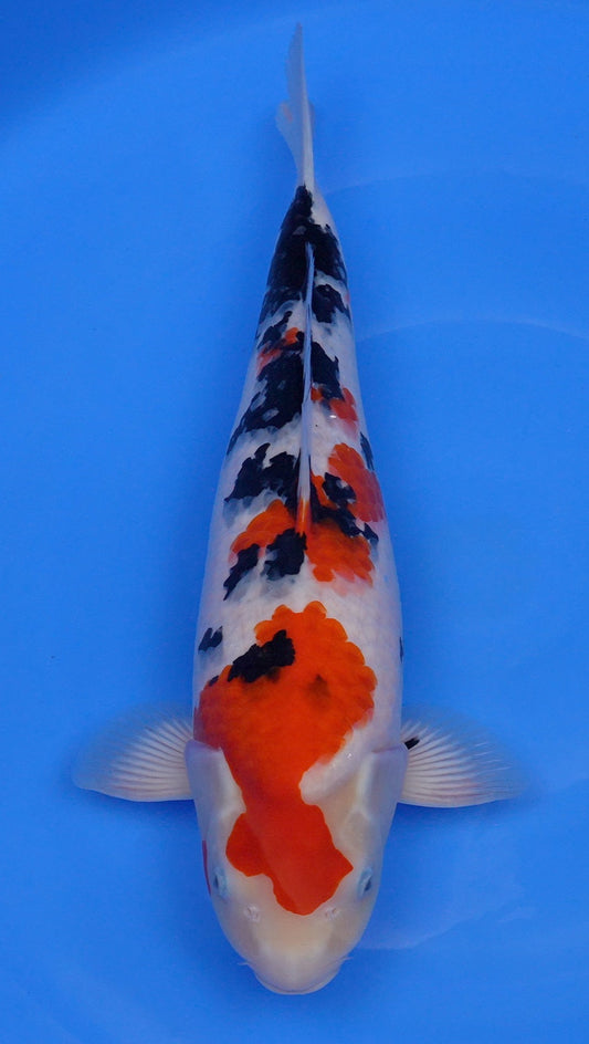 Sanke 19 inch - 240662240