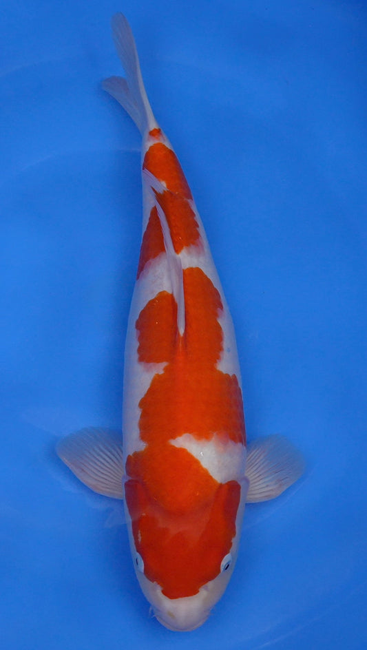 Kohaku 20 inch - 240667253