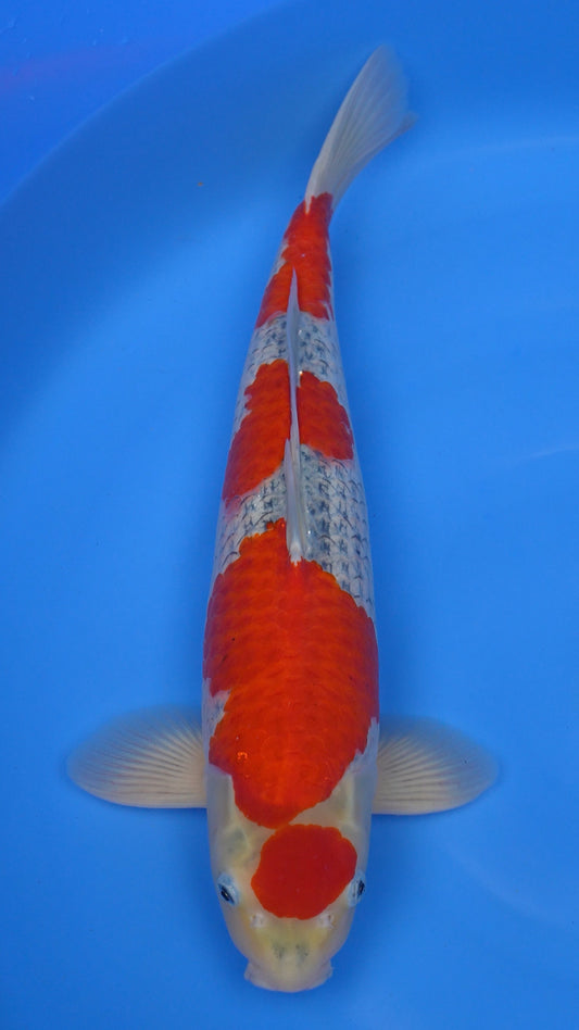 Goshiki 21 inches − 240932062