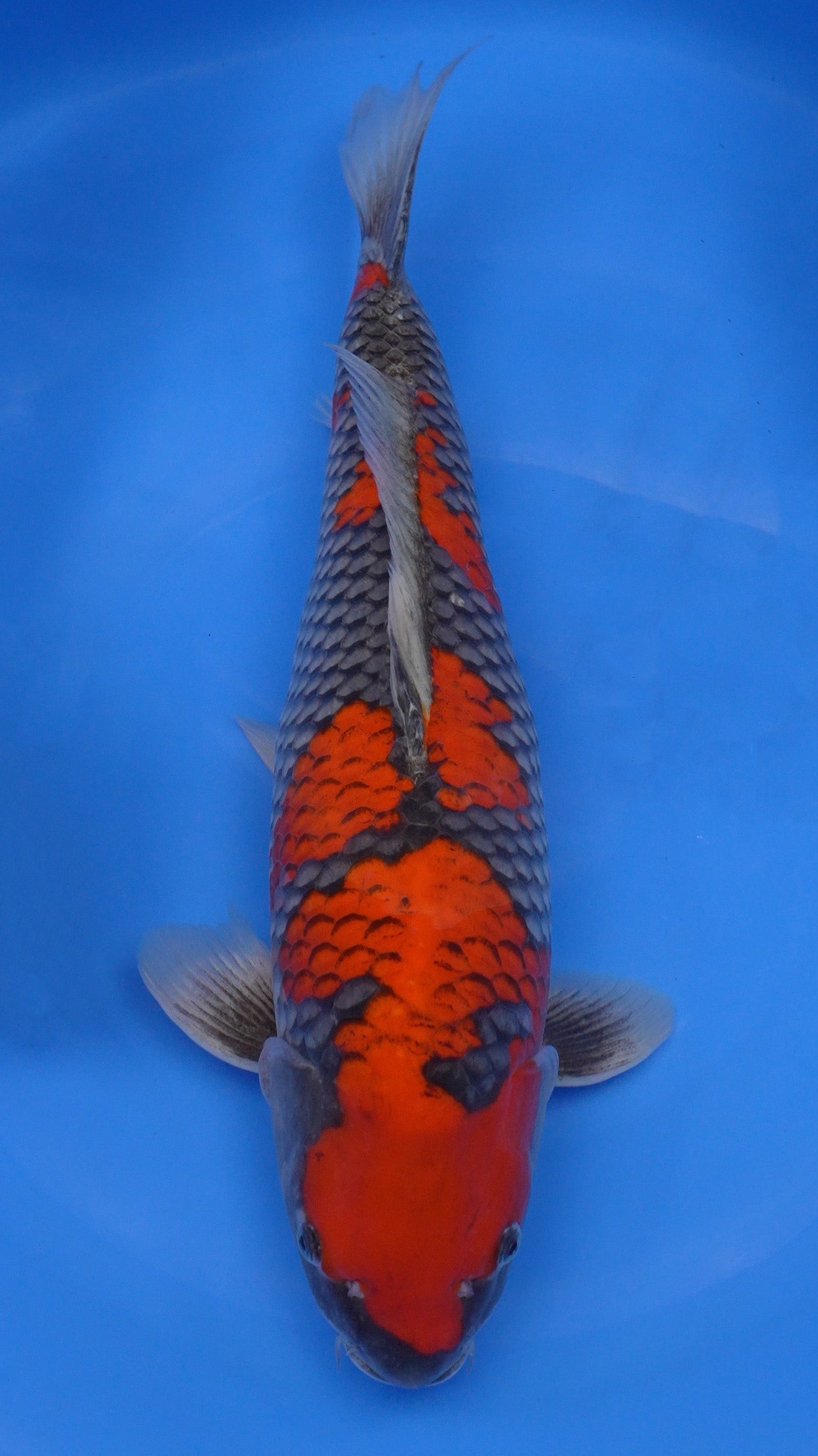 Goshiki 21 inches − 240965058