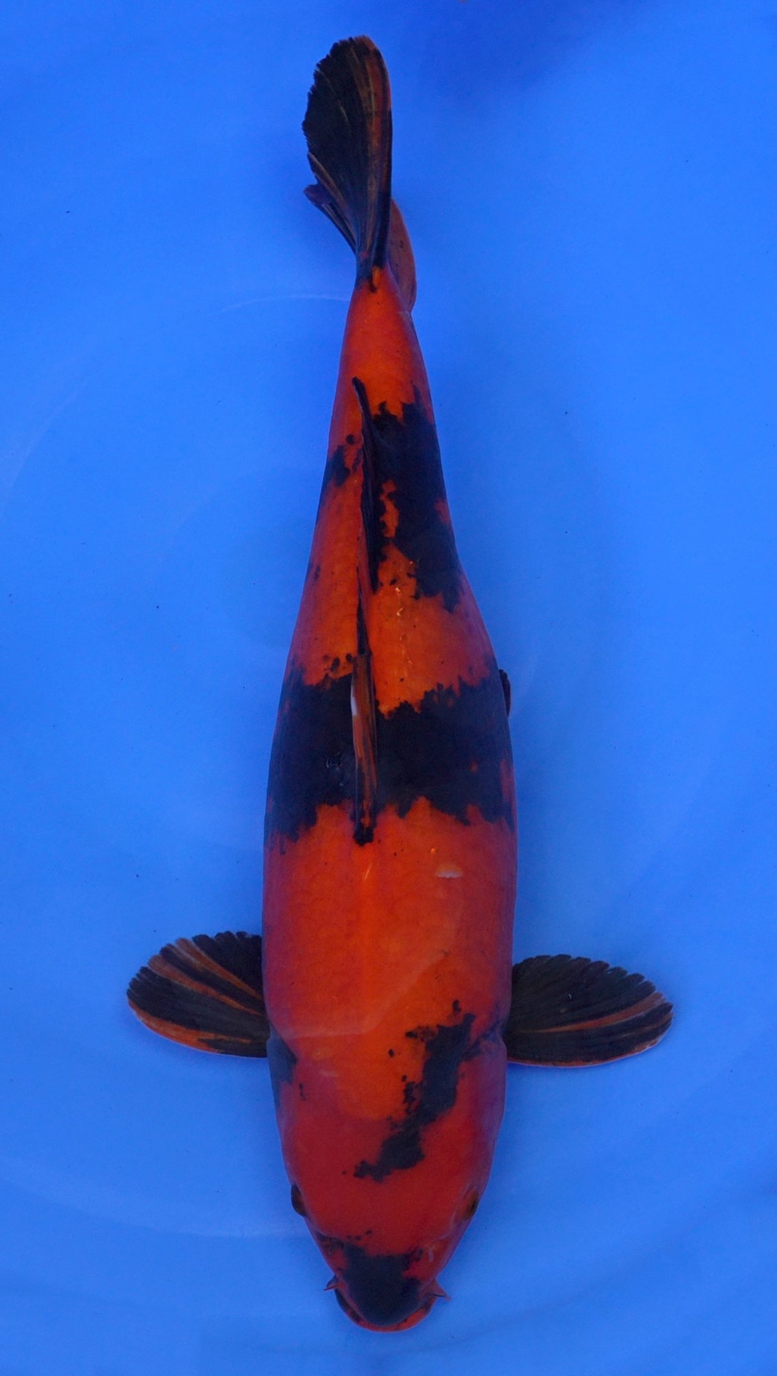 Hi Utsuri  22 inch - 241134173