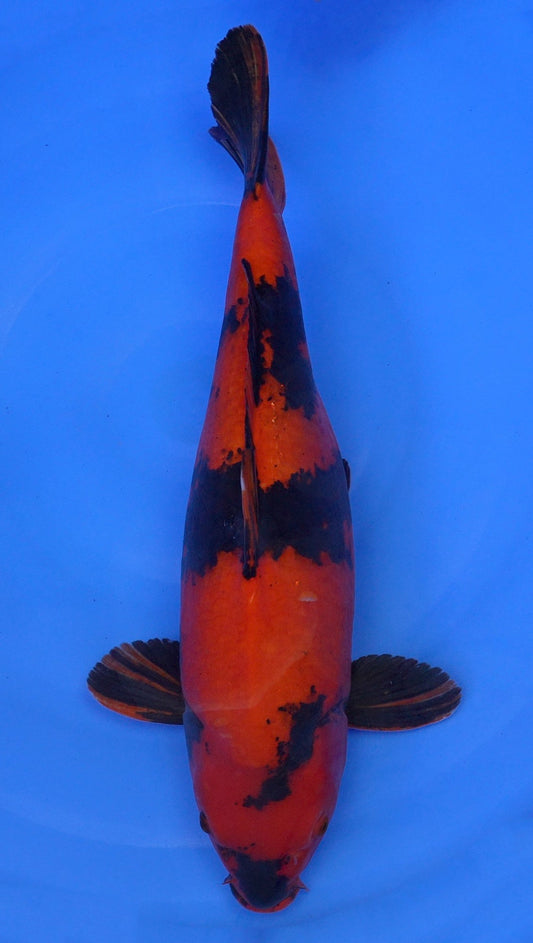 Hi Utsuri  22 inch - 241134173