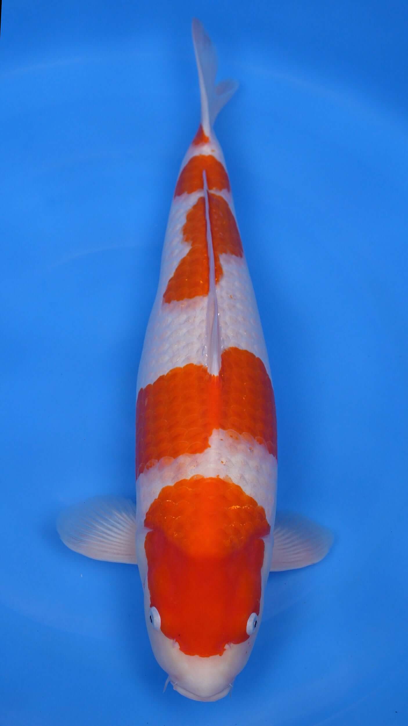 Kohaku 24 inch - 241214233
