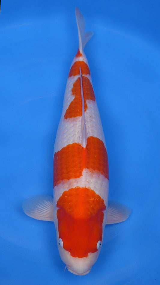 Kohaku 24 inch - 241214233