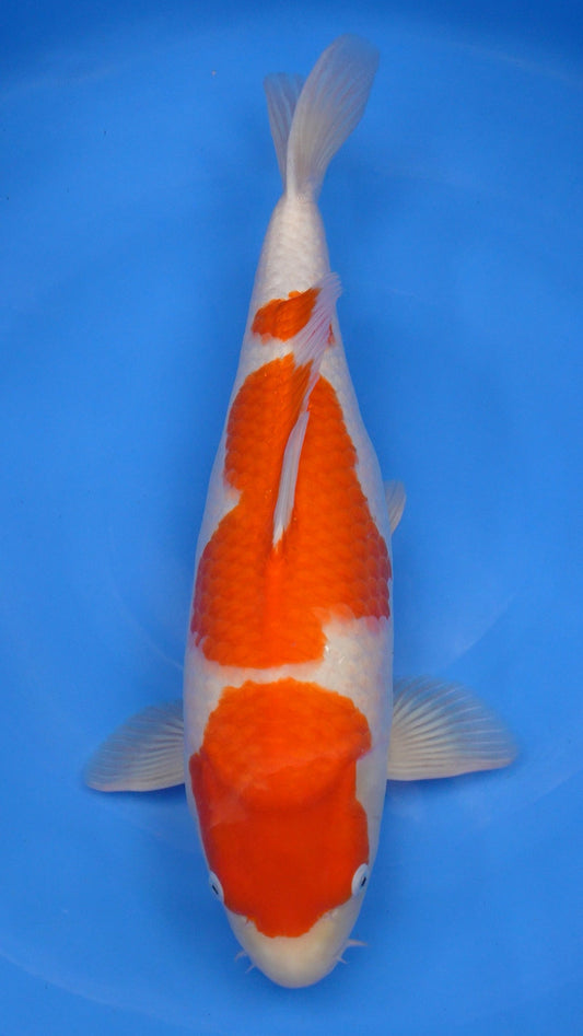 Kohaku 20 inches − 241214236