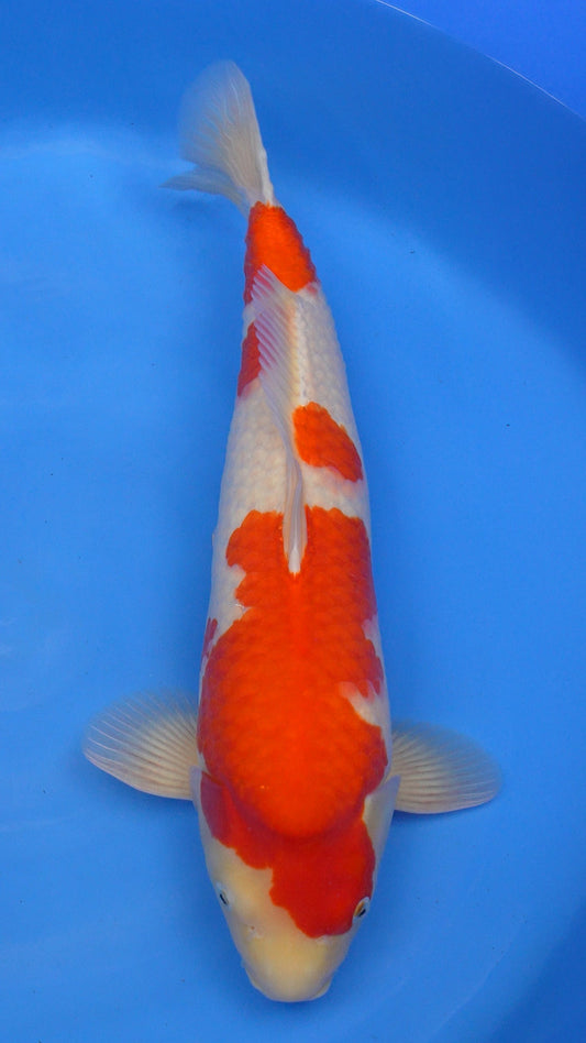 Kohaku 22 inches − 241214237