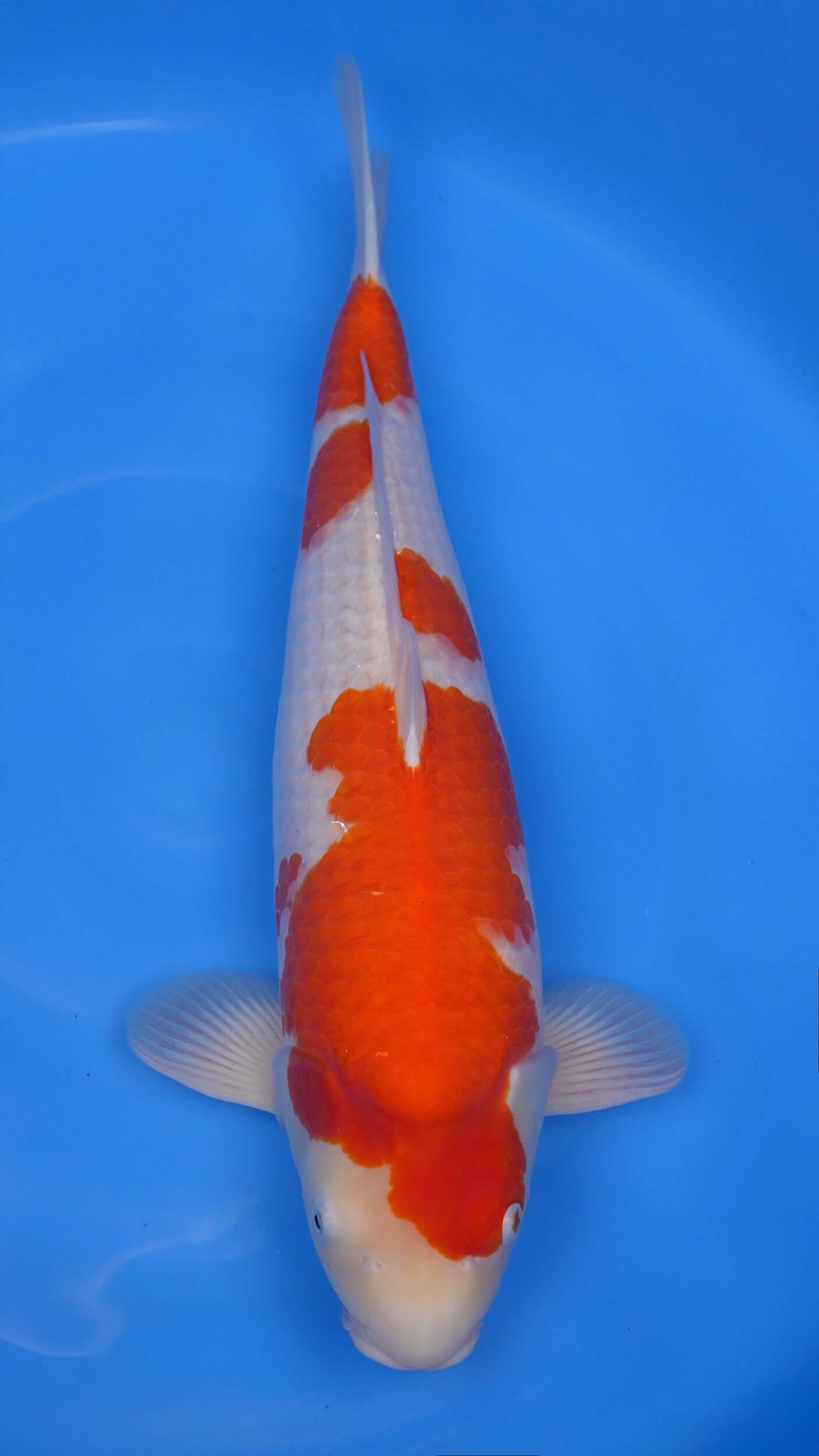 Kohaku 24 inches − 241214237