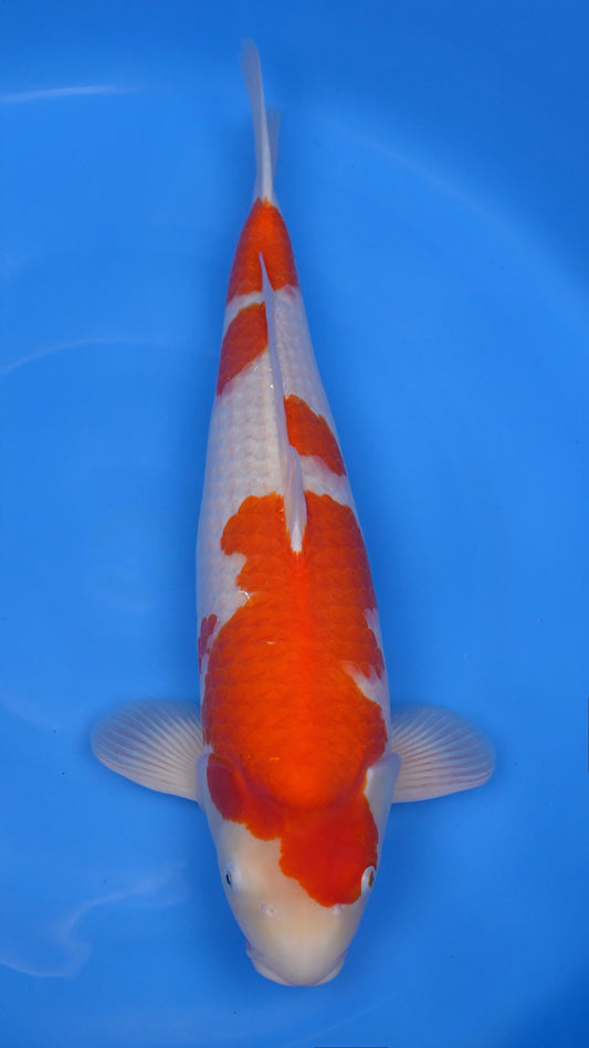 Kohaku 24 inches − 241214237