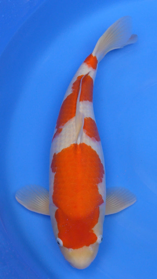 Kohaku 21 inches − 241214238
