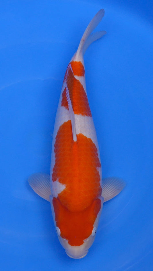 Kohaku 20 inch - 241297234