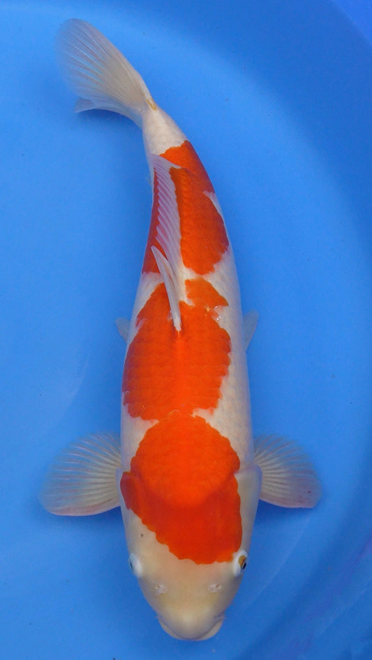 Kohaku 22 inches − 241297235