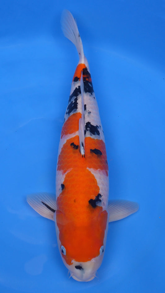 Sanke 22 inches − 241310242