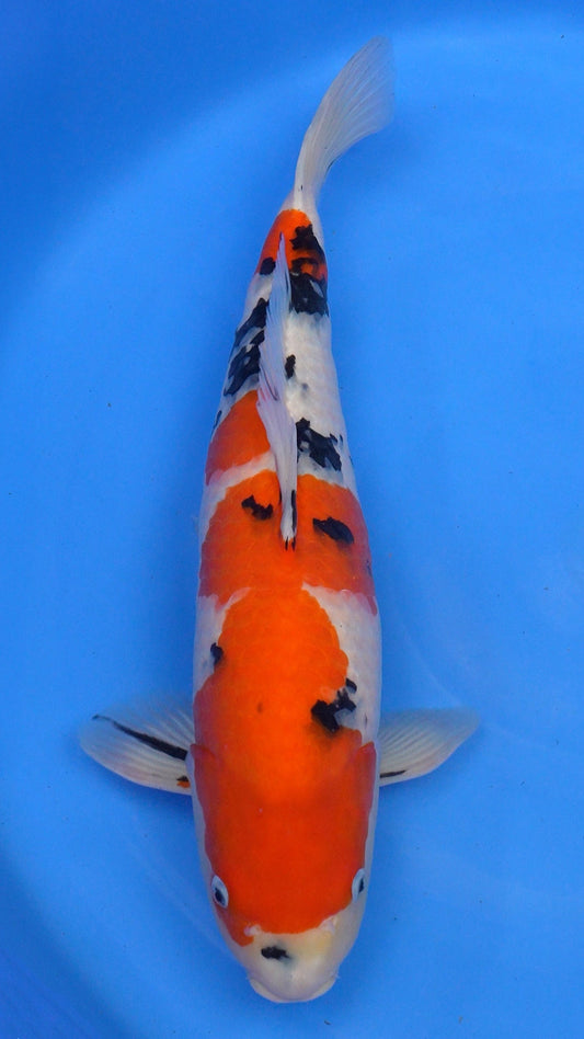 Sanke 21 inches − 241310242