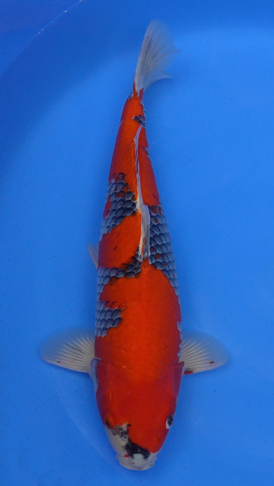 Goshiki 21 inch - 241512070