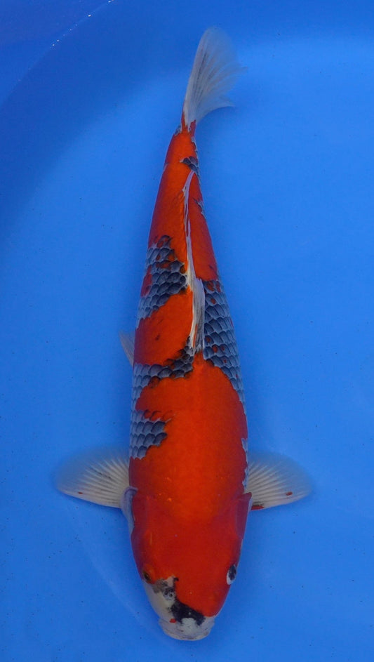 Goshiki 21 inch - 241512070