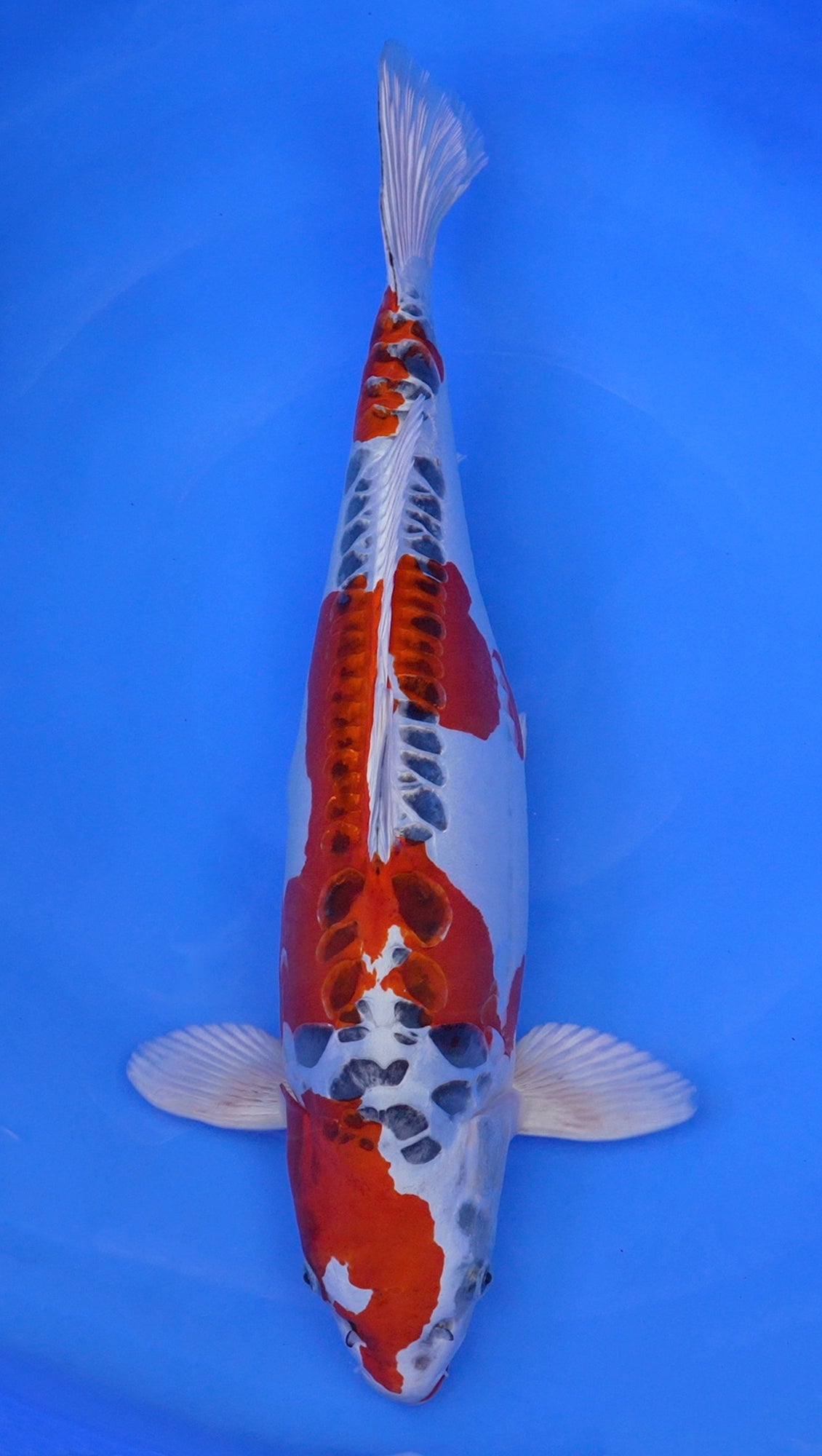 Doitsu  Kujaku 23 inch - 241532174