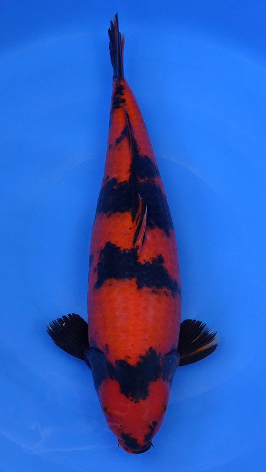 Hi Utsuri  24 inch - 241930113