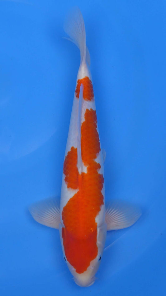 Kohaku 16 inches - 250100501