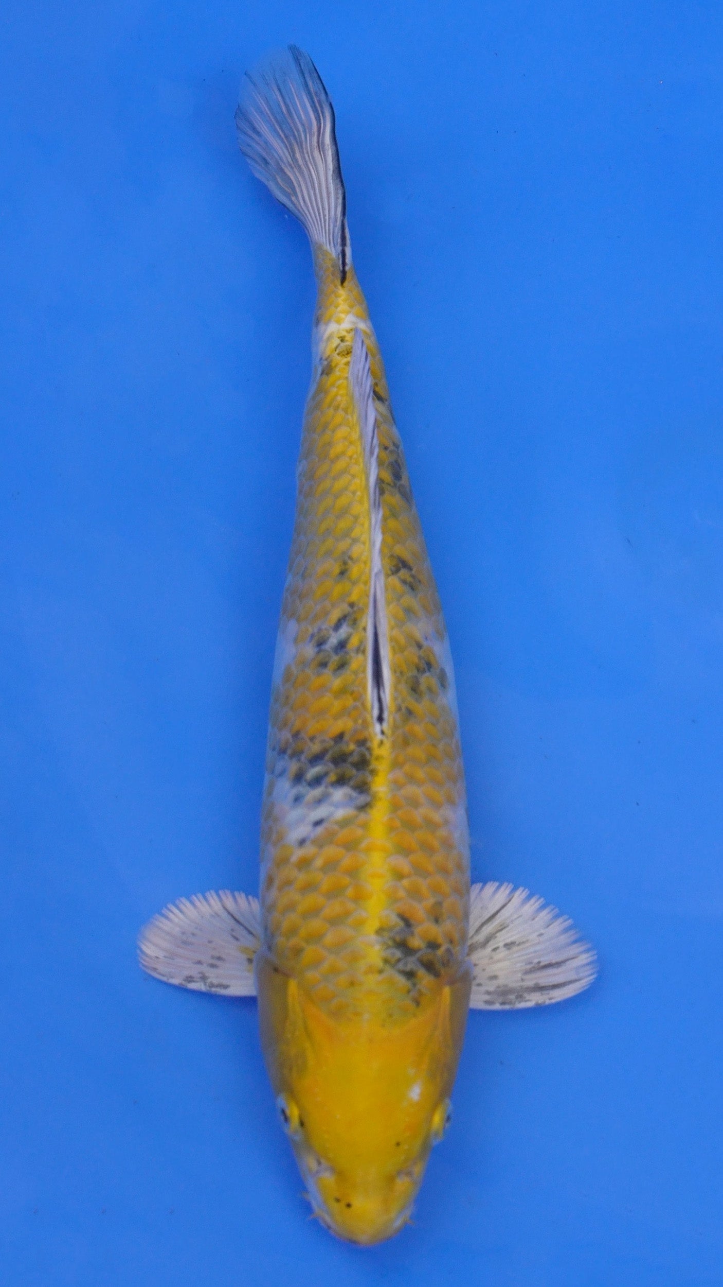 Yellow Yamato Nishiki 14 inches - 250105041