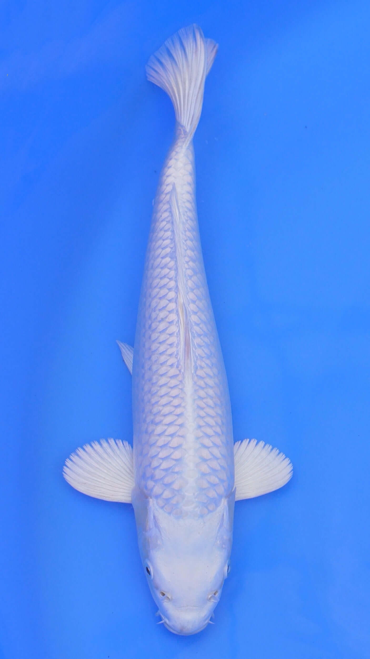 Platinum Ogon 14 inches - 250105042