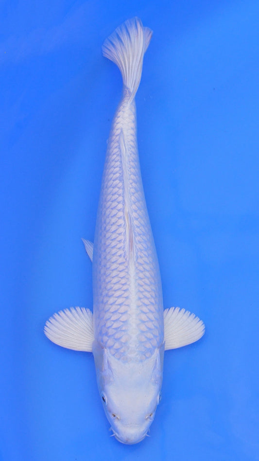 Platinum Ogon 14 inches - 250105042