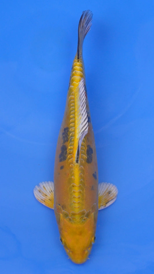 Doitsu  Yellow Yamato Nishiki 13 inches - 250105044
