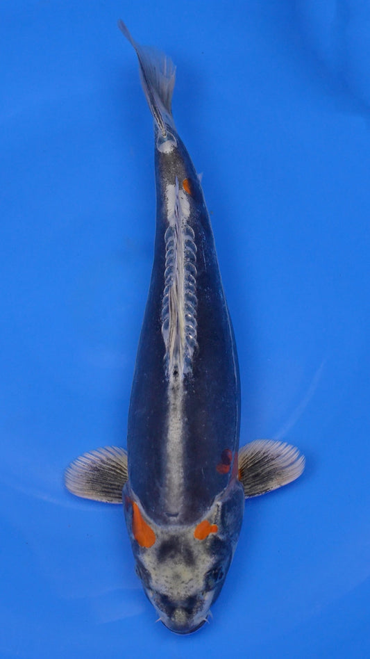 Beni Kikokuryu 14 inches - 250105045