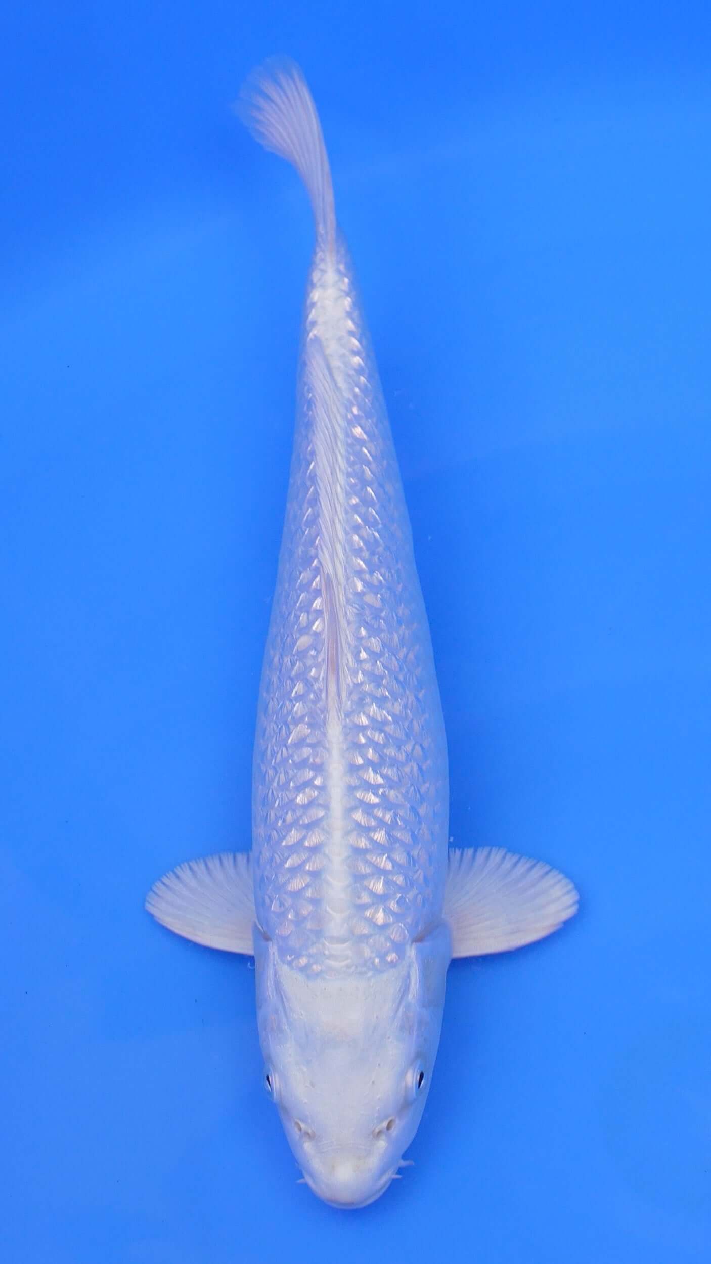 Gin Rin  Platinum Ogon 14 inches - 250105047