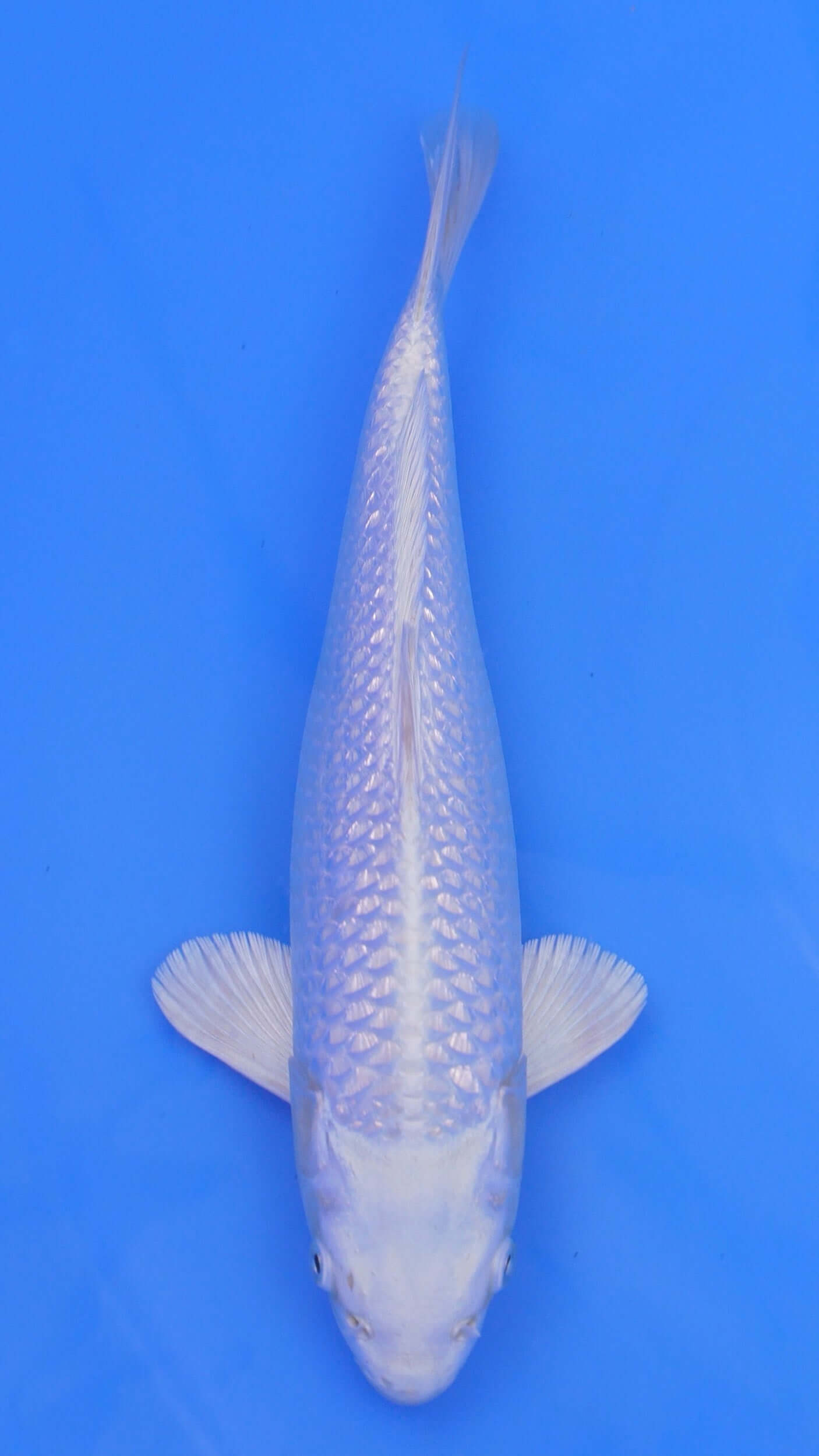 Gin Rin  Platinum Ogon 13 inches - 250105236
