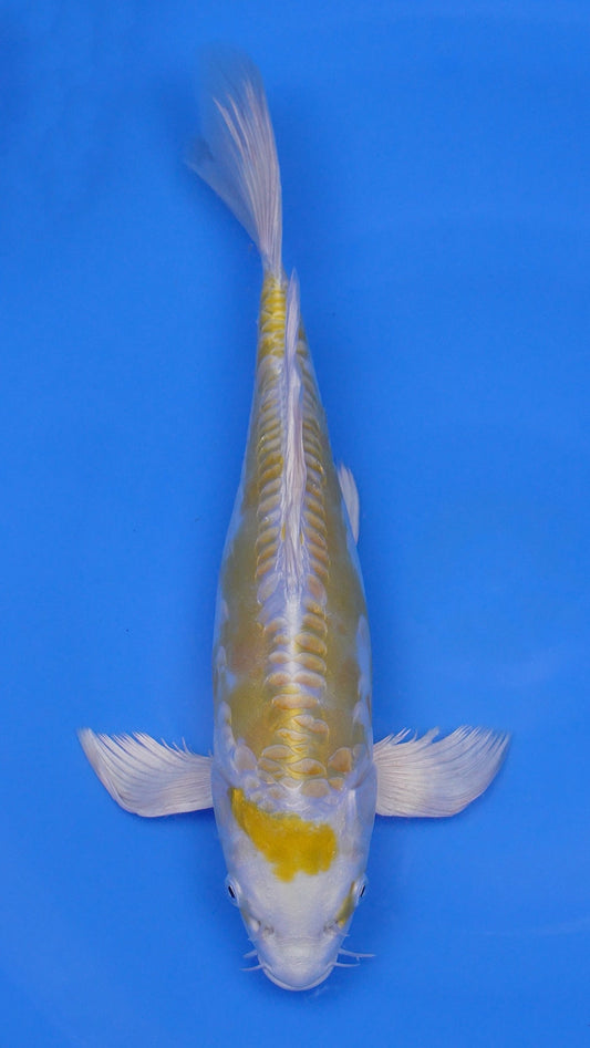 Long Fin Doitsu   Hariwake 13 inches - 250105239