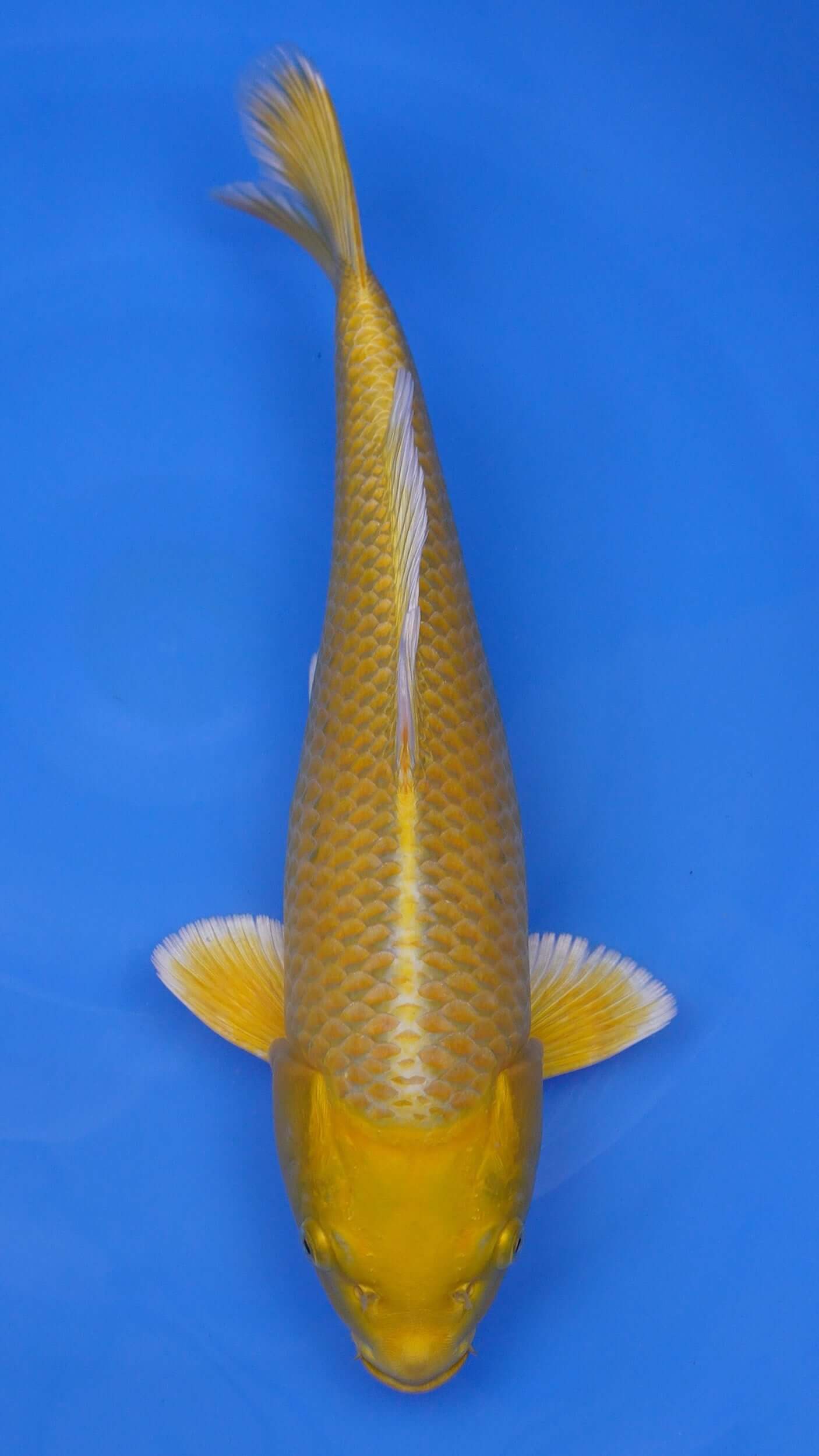 Yamabuki Ogon 17 inches - 250105389