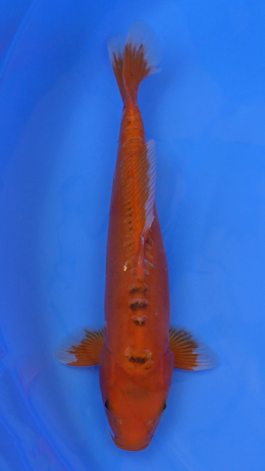 Hi Shusui 16 inches - 250105391