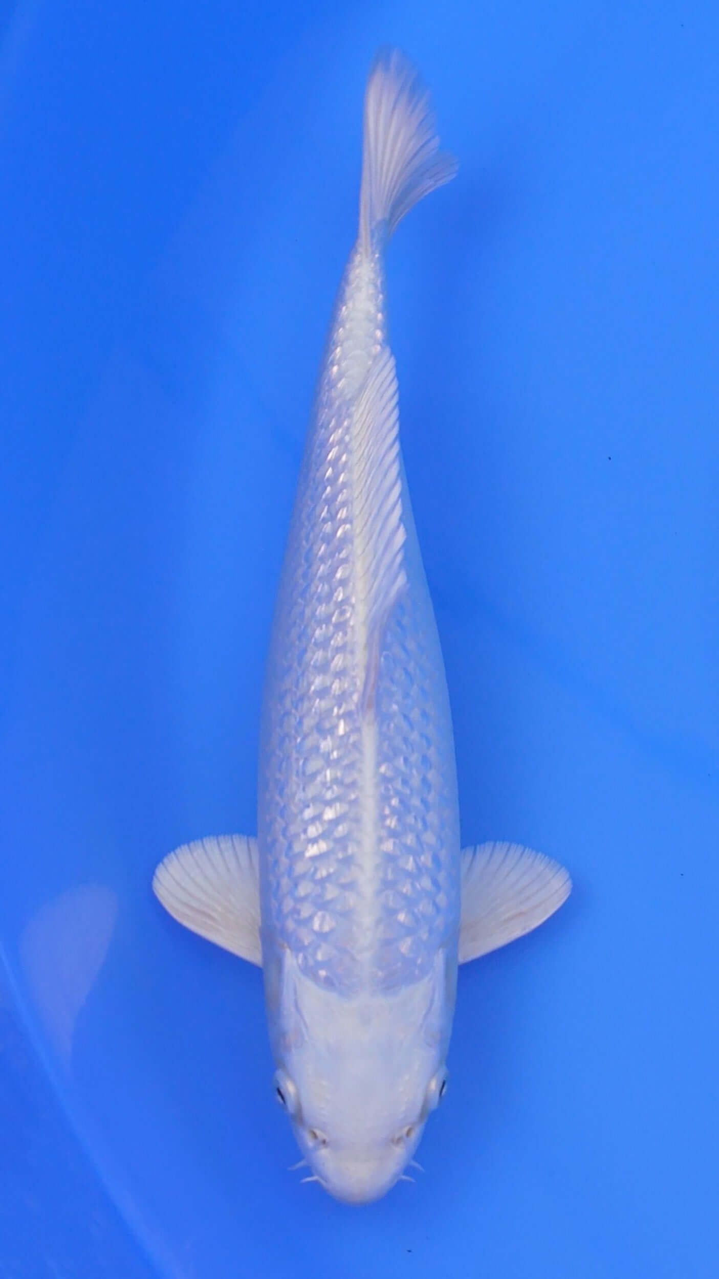 Gin Rin  Platinum Ogon 12 inches - 250105394