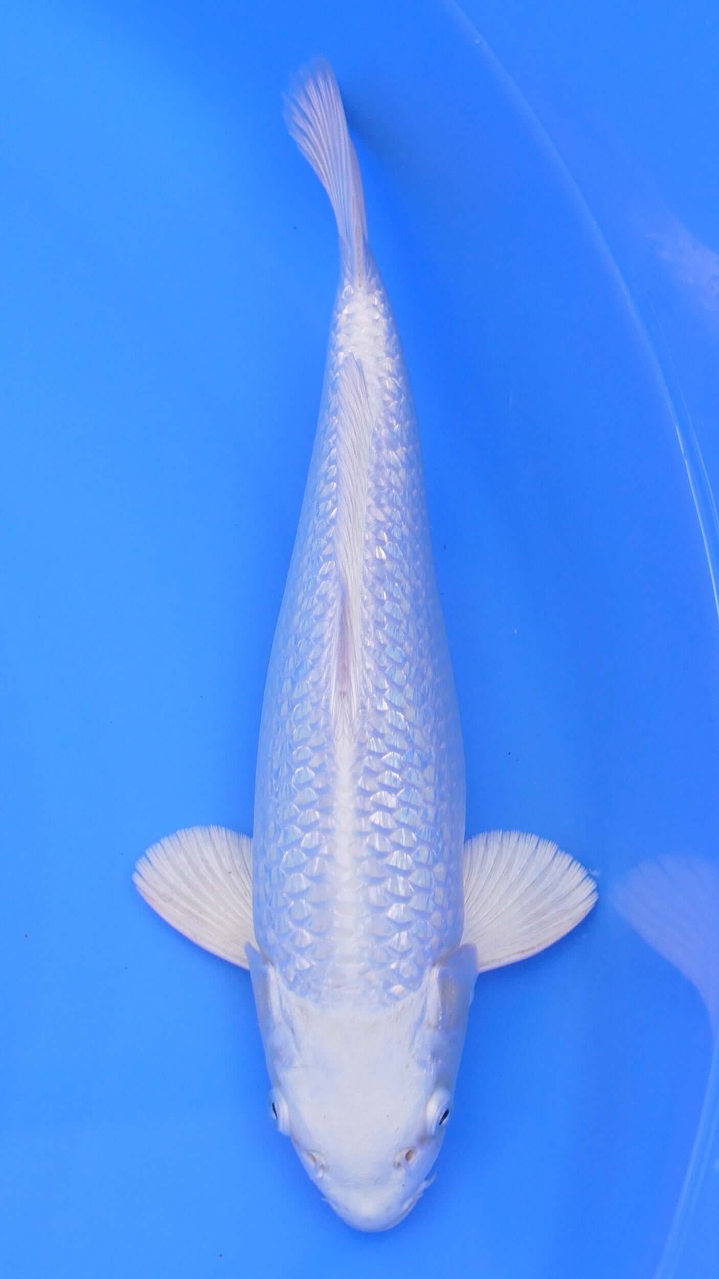 Gin Rin  Platinum Ogon 13 inches - 250112243