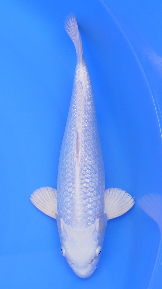 Gin Rin  Platinum Ogon 13 inches - 250112243