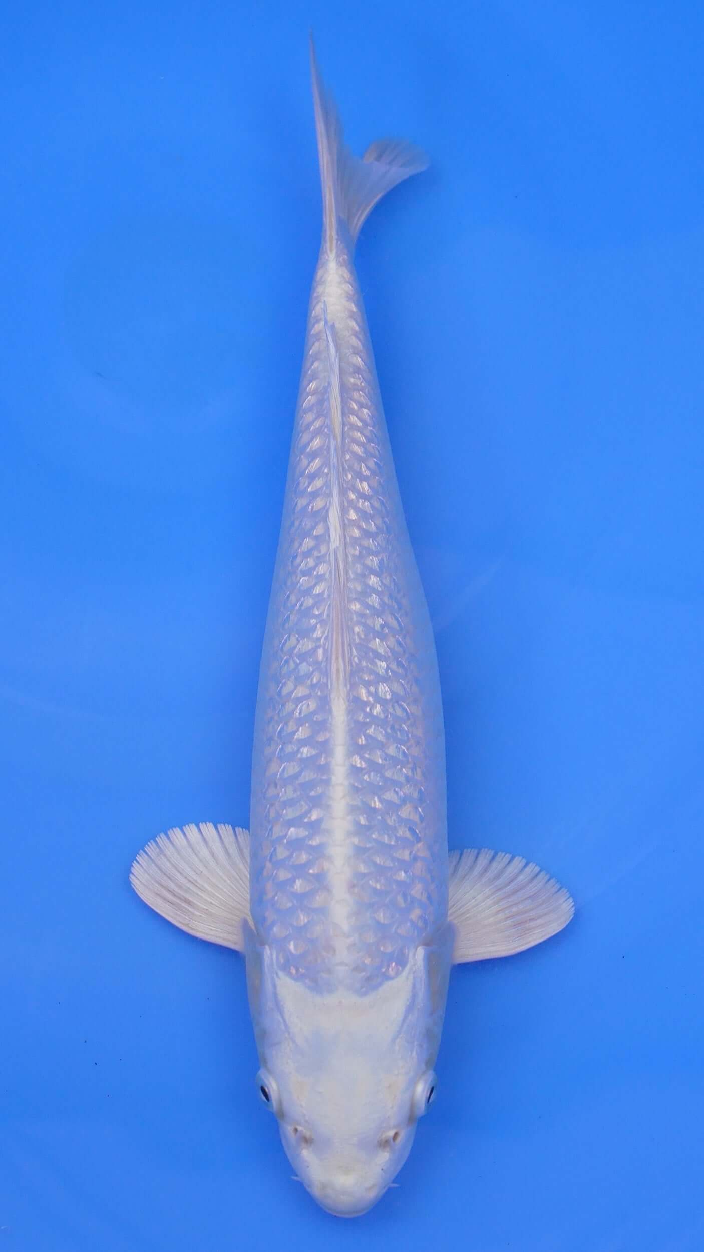 Gin Rin  Platinum Ogon 14 inches - 250112244