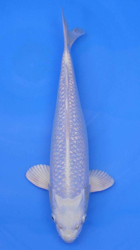 Gin Rin  Platinum Ogon 14 inches - 250112244