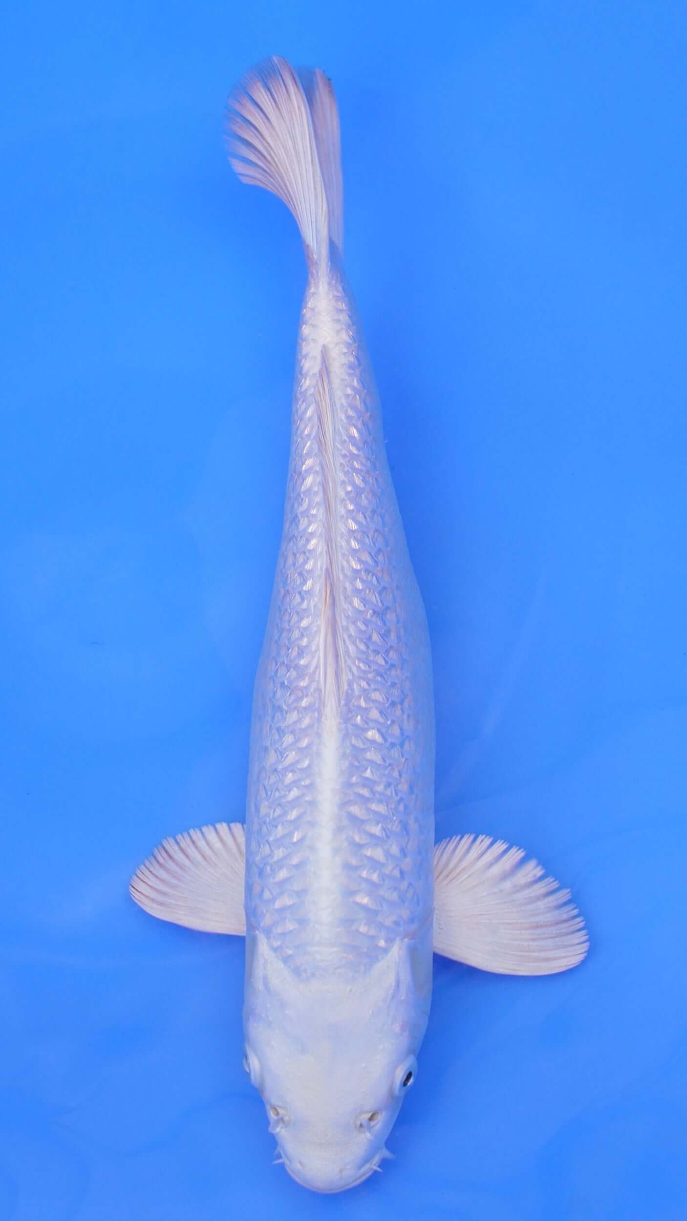 Gin Rin  Platinum Ogon 13 inches - 250112245