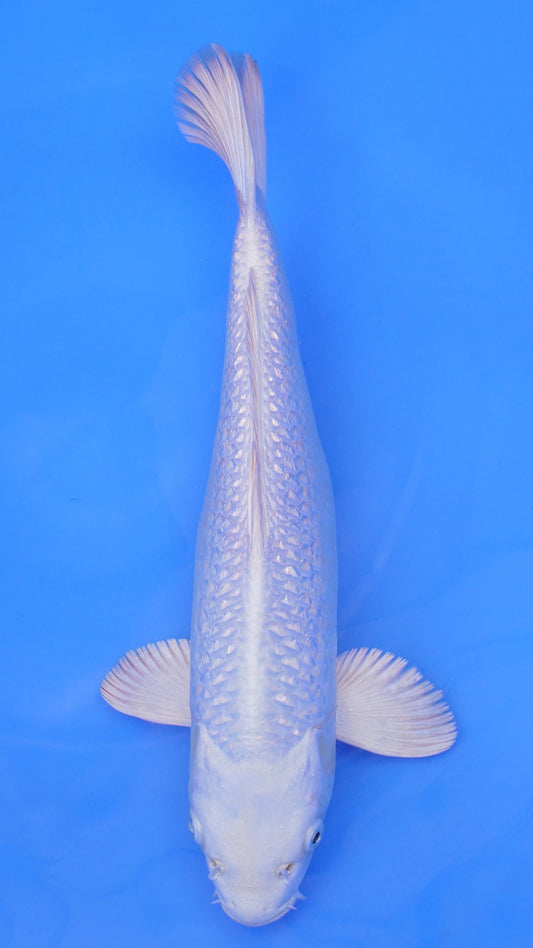 Gin Rin  Platinum Ogon 13 inches - 250112245