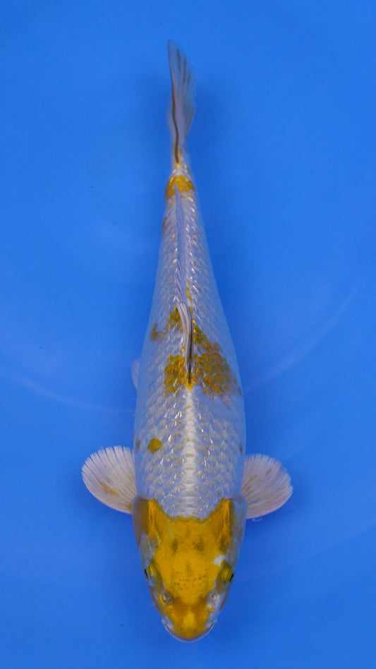 Gin Rin  Metallic Ochiba 12 inches - 250112248