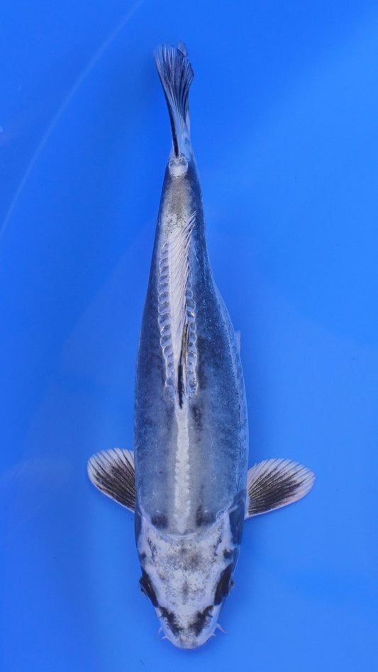 Kikokuryu 13 inches - 250112378