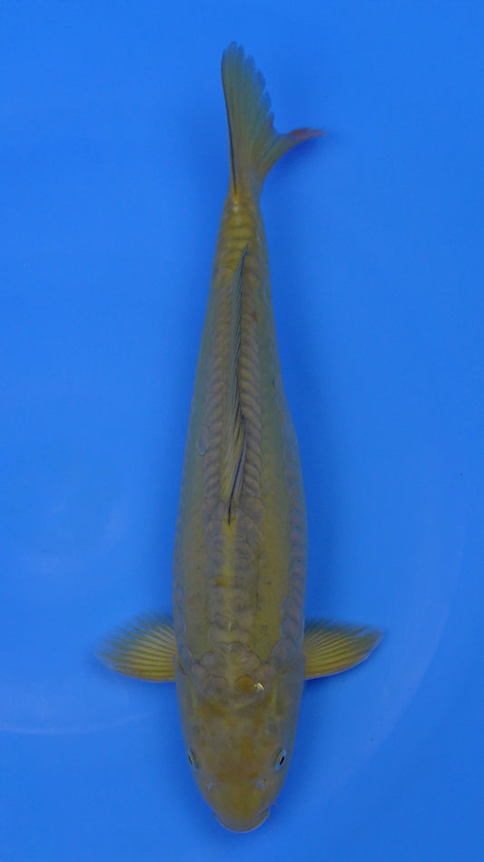 Doitsu Aragoke   Chagoi 16 inches - 250112379