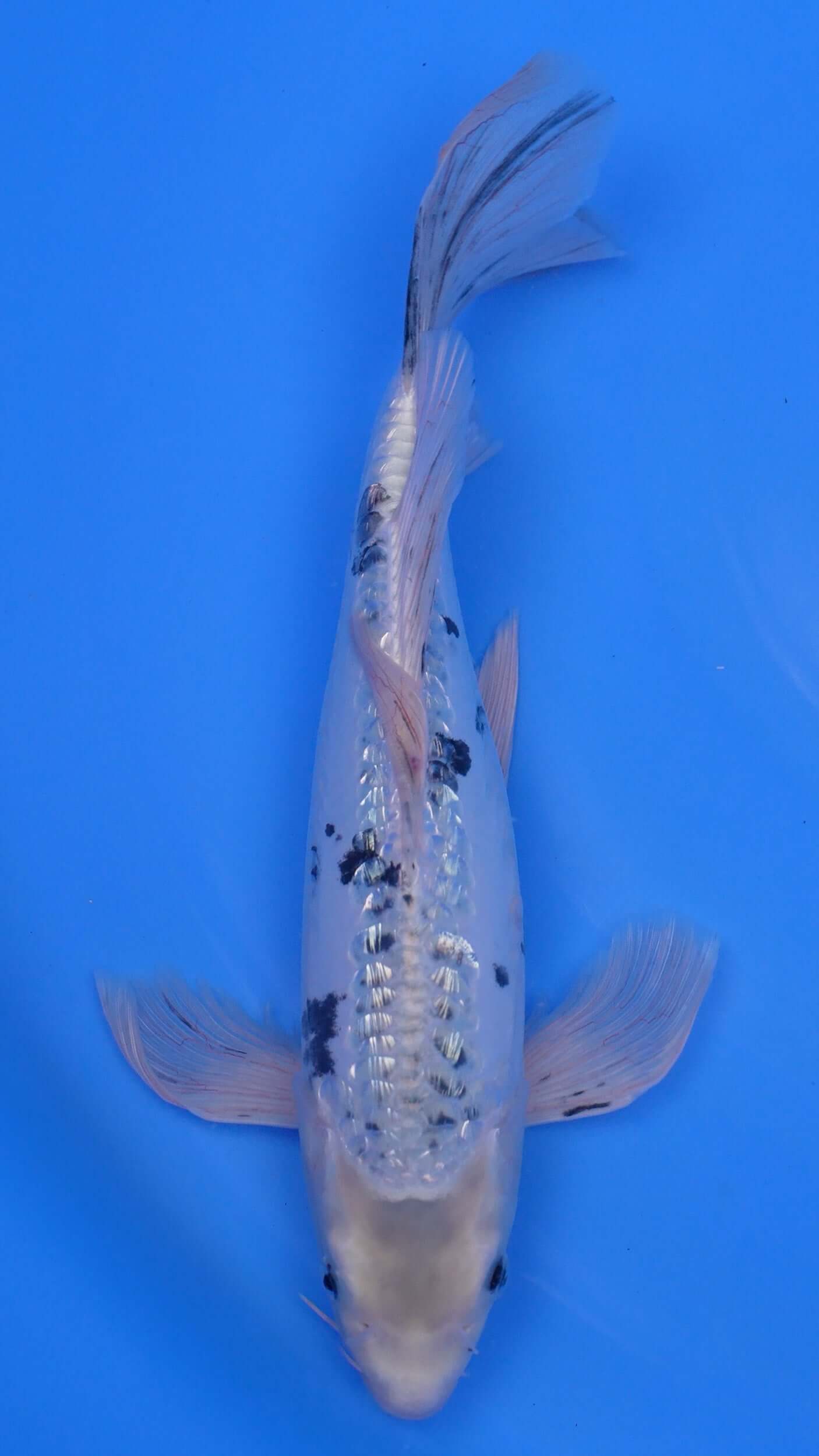 Doitsu  Shiro Bekko 15 inches - 250112384